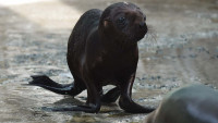 zoo lachtanZOO4